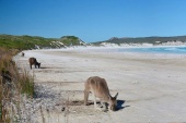 Nauka i Praca w Australii w Nowym Targu